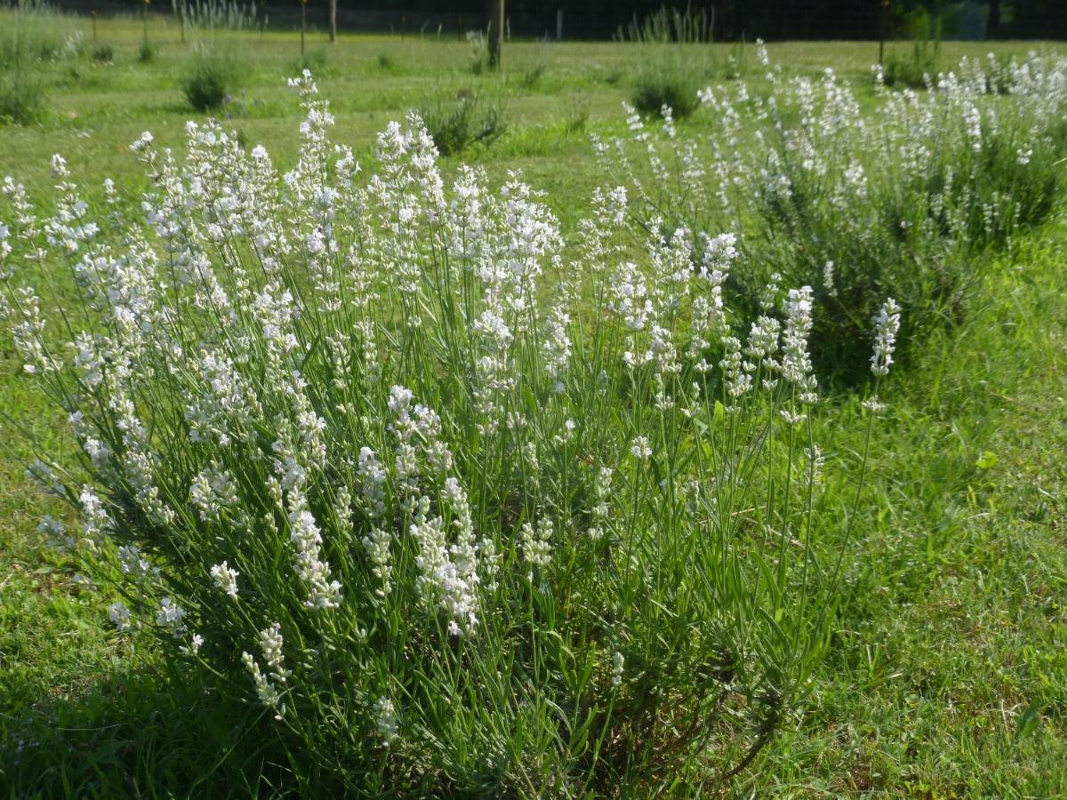 Mulberry Lavender Farm And B&B المظهر الخارجي الصورة